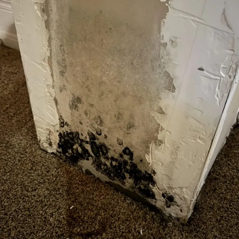 Professional Mold Removal in Merryville, LA
